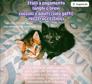 Stalli a pagamento solo gatti