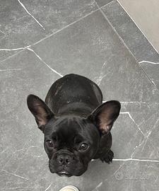 Bulldog francese