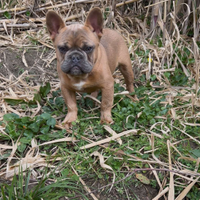 Bulldog francese maschietto
