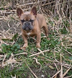 Bulldog francese maschietto