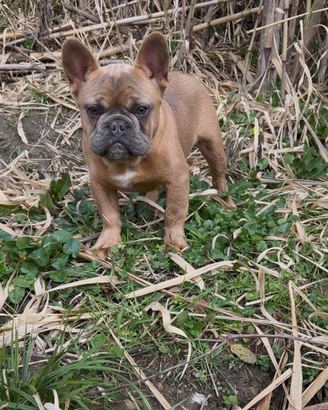 Bulldog francese maschietto
