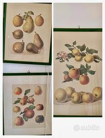 Set 3 stampe antiche frutti 36 cm