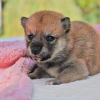 Cucciolina femmina di Shiba Inu rossa
