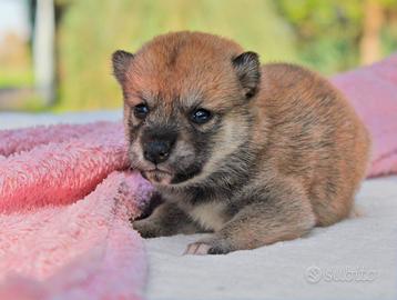Cucciolina femmina di Shiba Inu rossa