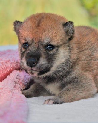 Cucciolina femmina di Shiba Inu rossa