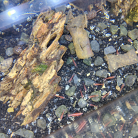 Gamberetti red cherry e lumache acquario