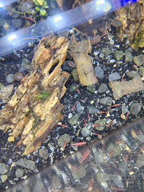 Gamberetti red cherry e lumache acquario