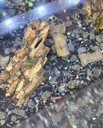 Gamberetti red cherry e lumache acquario