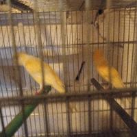 Animali canarini uccelli