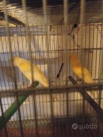 Animali canarini uccelli