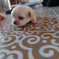 Cuccioli di Chihuahua Toy