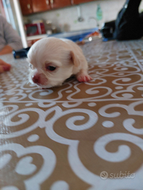 Cuccioli di Chihuahua Toy