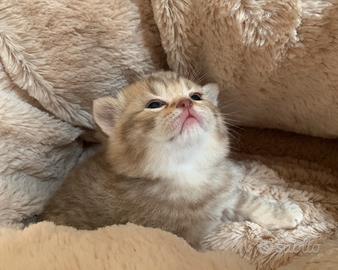 British Shorthair cucciolo