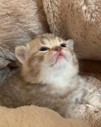 British Shorthair cucciolo
