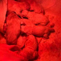 Cuccioli golden retriever