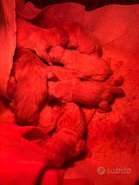 Cuccioli golden retriever