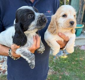 Cuccioli cocker spaniel inglesi