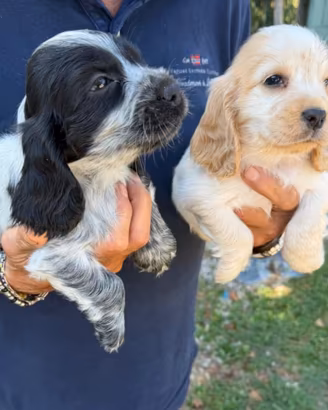 Cuccioli cocker spaniel inglesi
