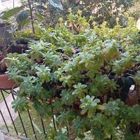 Pianta grassa  in vaso rettangolare cm 42