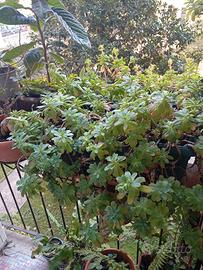 Pianta grassa  in vaso rettangolare cm 42