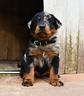 cucciolo-beauceron-maschio-arlecchino