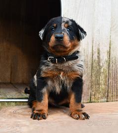 Cucciolo BEAUCERON maschio arlecchino