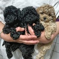 Cuccioli barboncini toy
