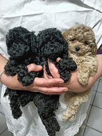 Cuccioli barboncini toy