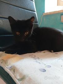 Gattini coccoloni