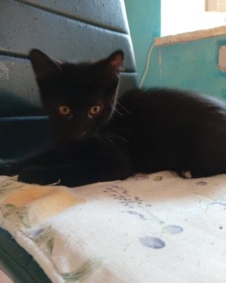 Gattini coccoloni