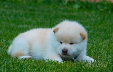 Ultimo meraviglioso cucciolo disponibile