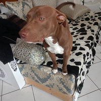 Cucciolo di Pitbull