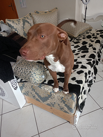 Cucciolo di Pitbull