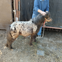 Miny poni