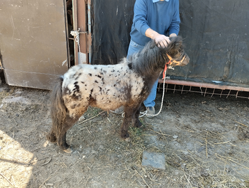 Miny poni
