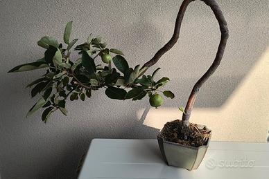 bonsai di micromalus