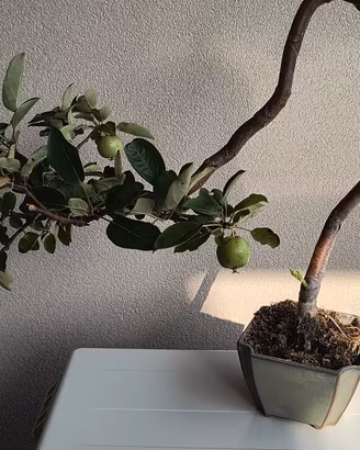 bonsai di micromalus