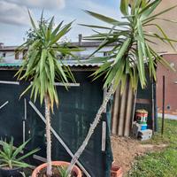 piante yucca 