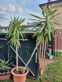 piante yucca 