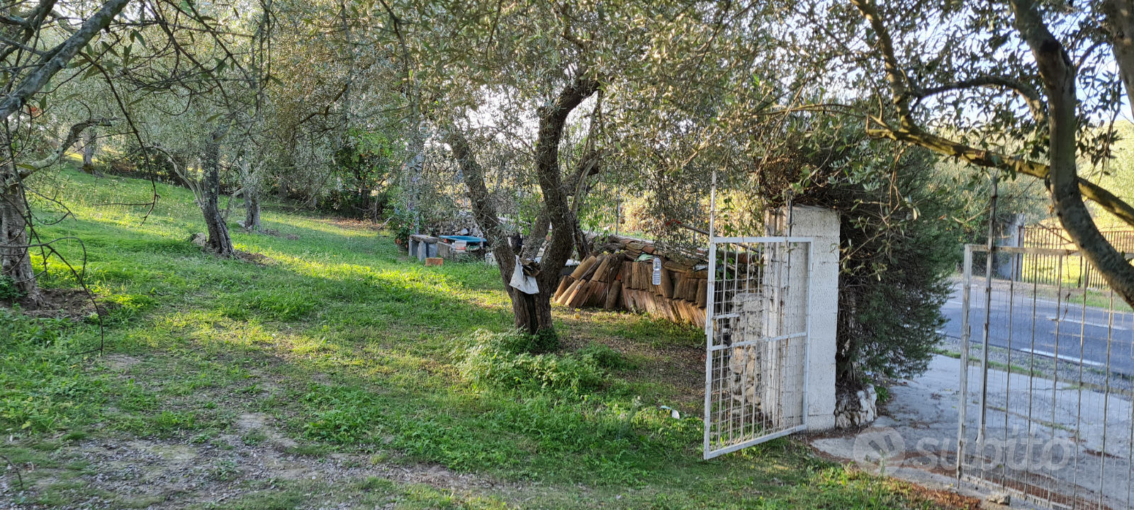 Terreno oliveto (Ittiri) - Altro