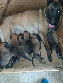 Malinois