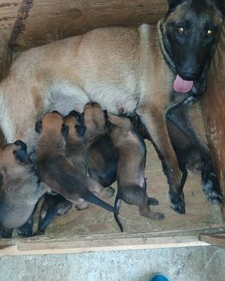 Malinois
