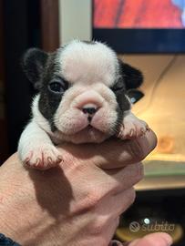 Cuccioli bulldog francese