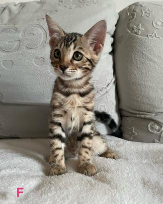Cuccioli gatto bengala