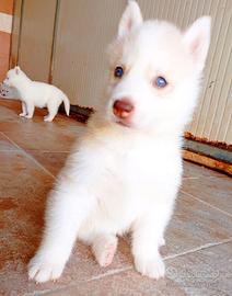 Cuccioli di siberian husky con pedigree