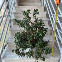 Pianta grassa Albero di Giada