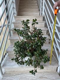 Pianta grassa Albero di Giada