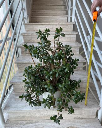 Pianta grassa Albero di Giada