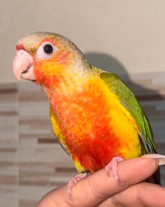 Conuro guance verdi (cinnamon pineapple)
