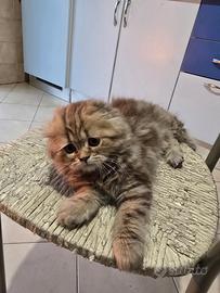 Gattini scottisch fold